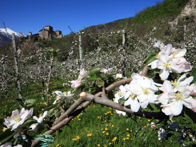 Castello Sarriod de La Tour, vigne e meleti