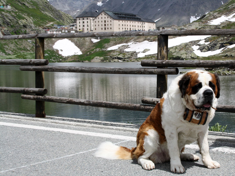 Chien Saint-Bernard