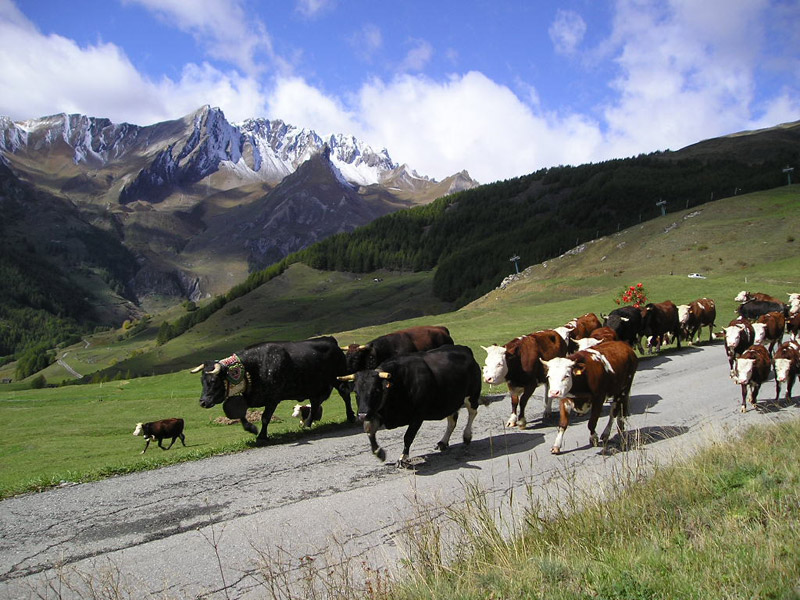 Le troupeau vers l'alpage