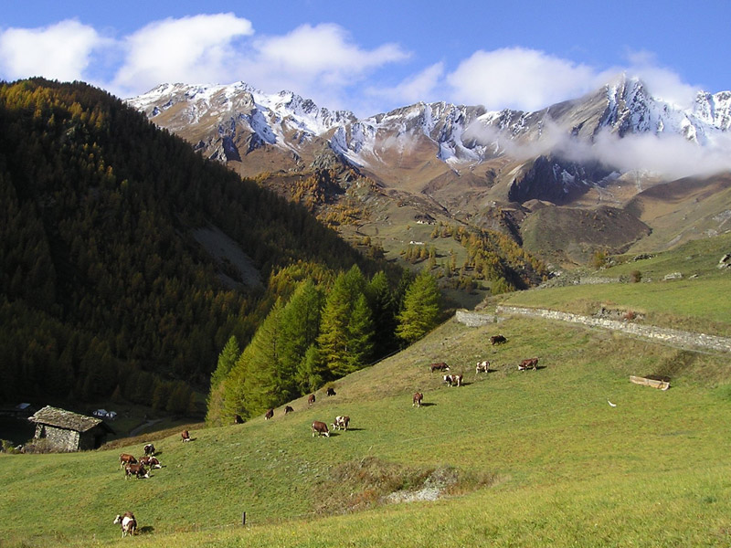 Pâturages d'automne