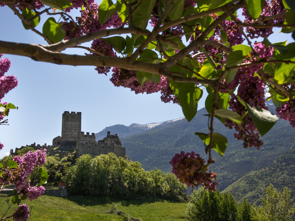 Fioriture primaverili al castello di Cly