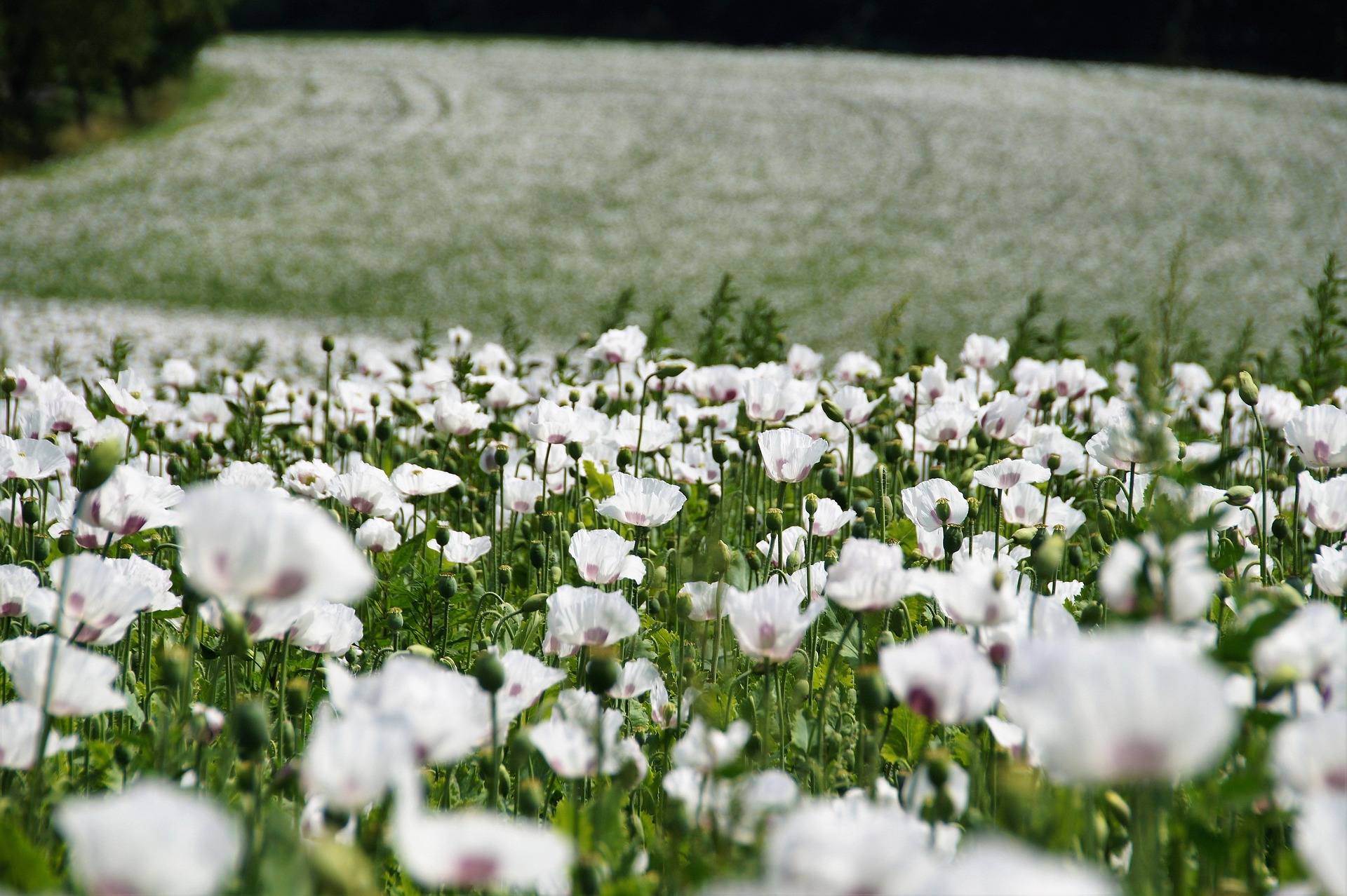 prato