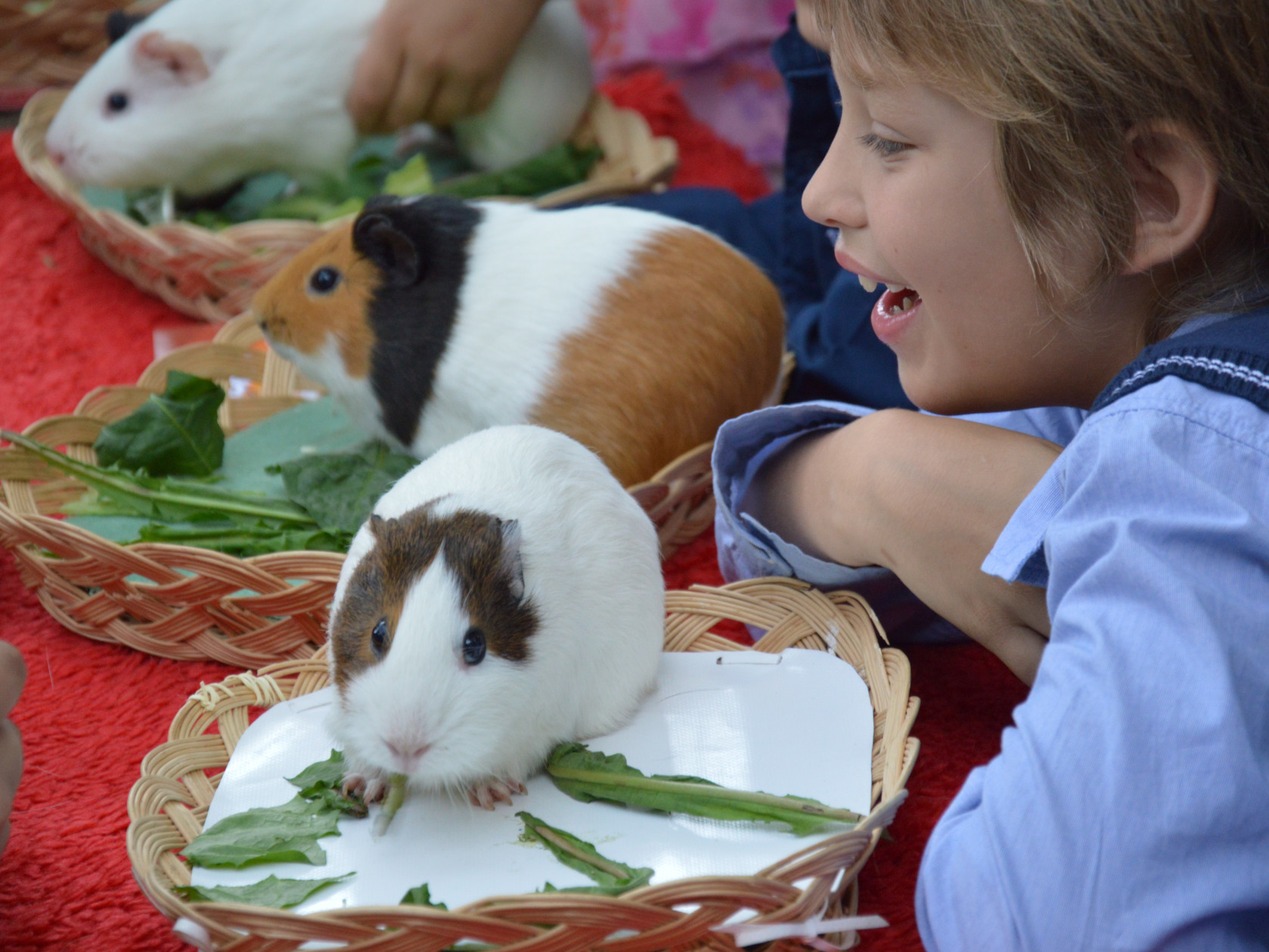 Piccoli animale della fattoria