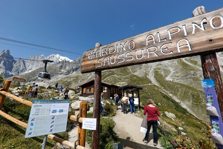 Alpiner botanischer Garten Saussurea