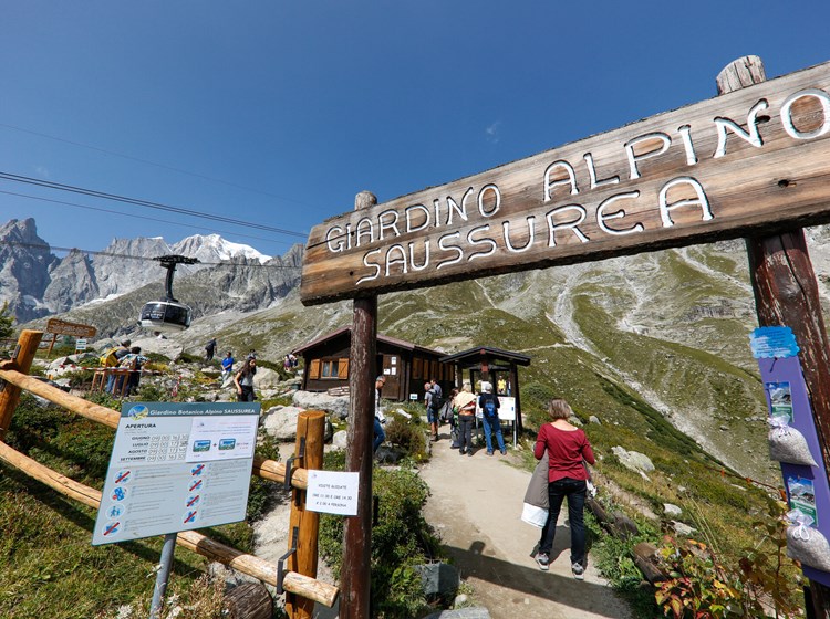 Saussurea Alpine Botanical Garden