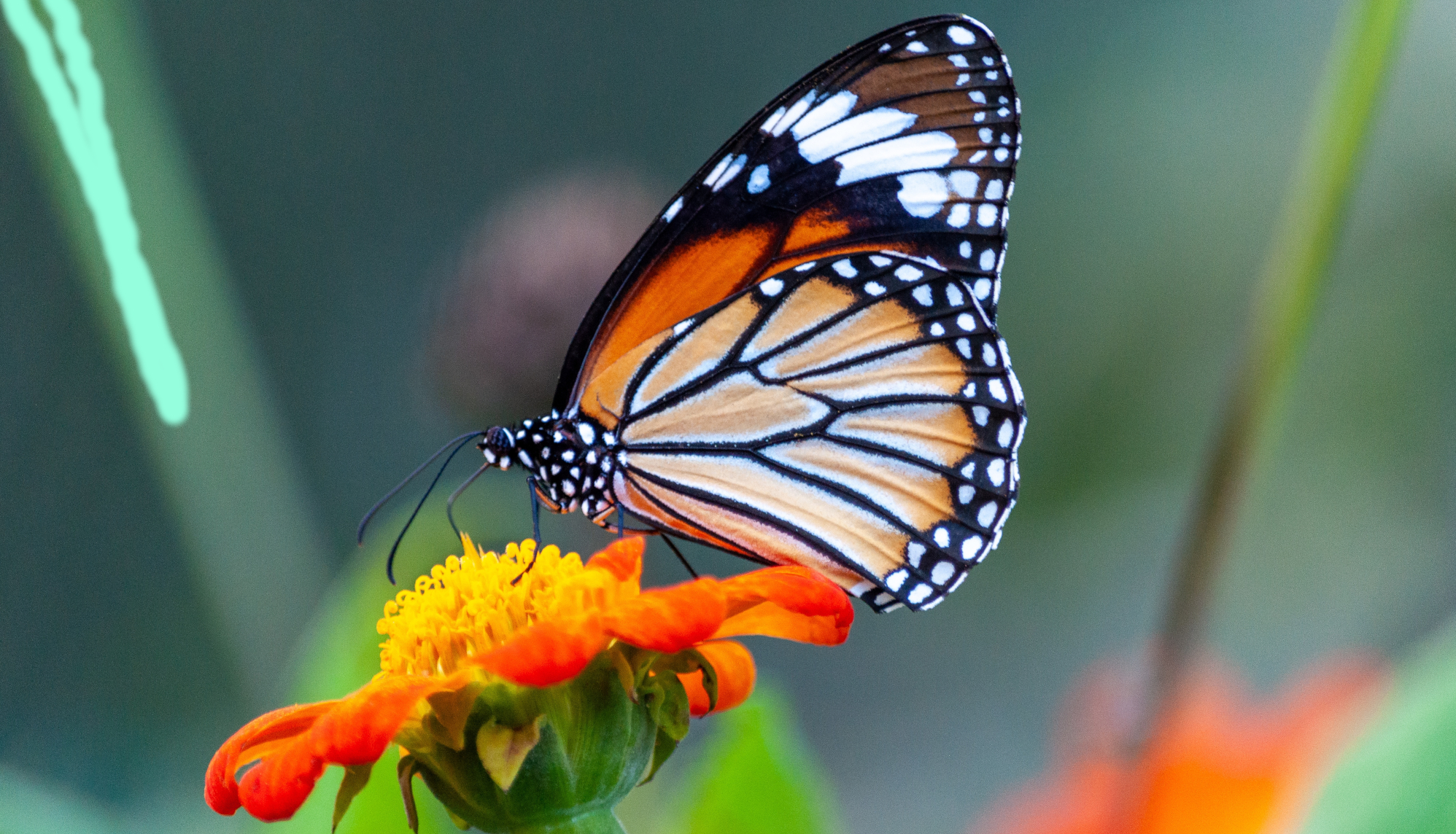 Farfalla