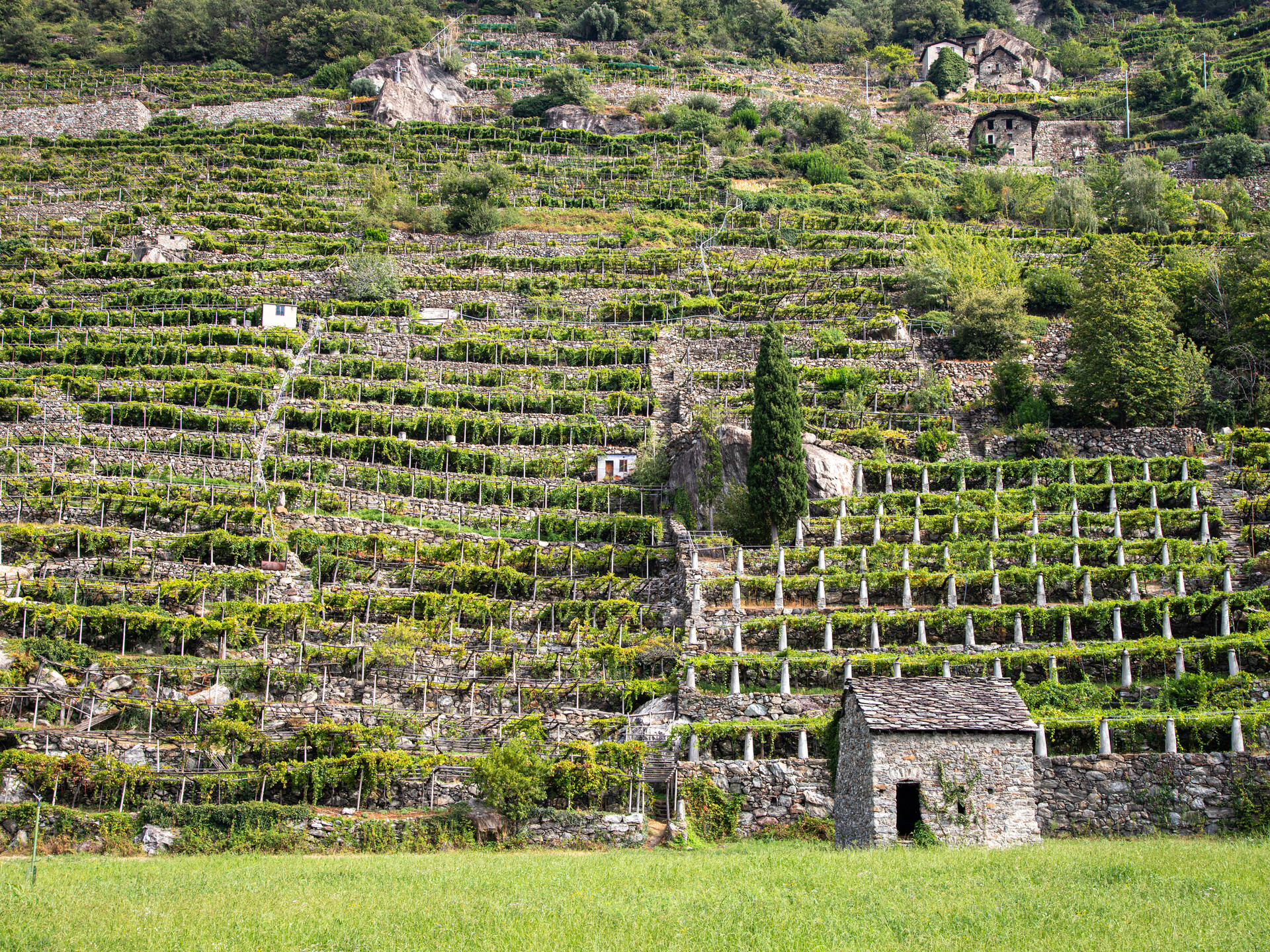 vigneti Donnas