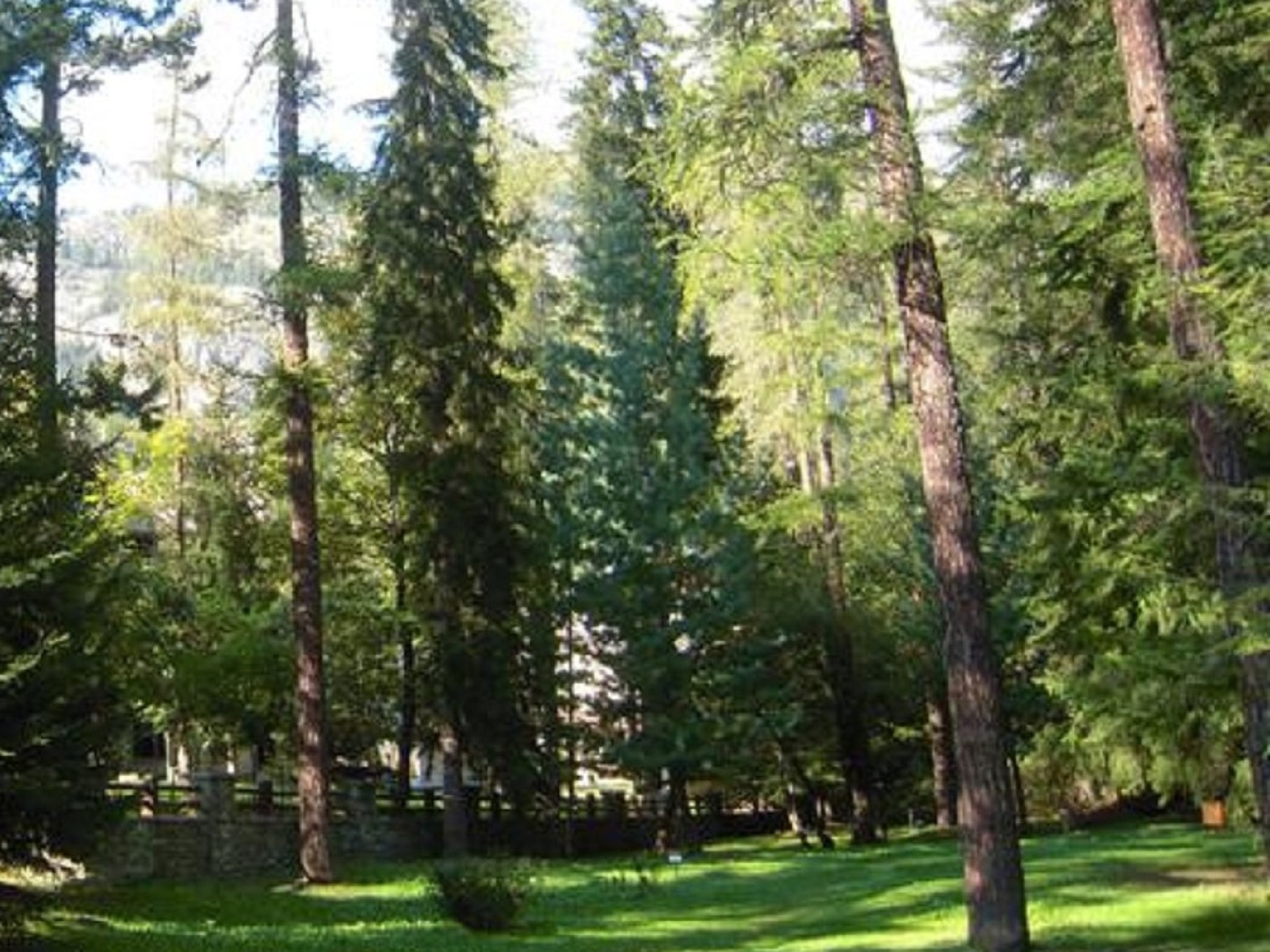 Bosco