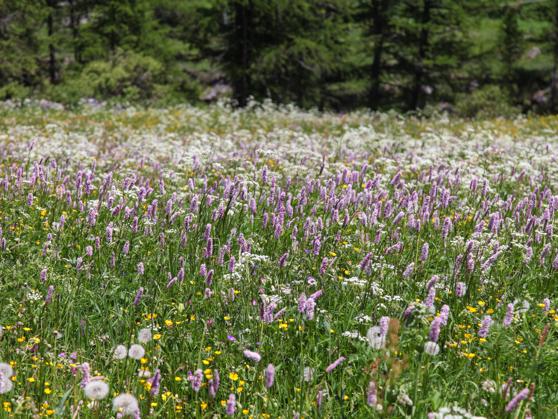 Fiori di campo