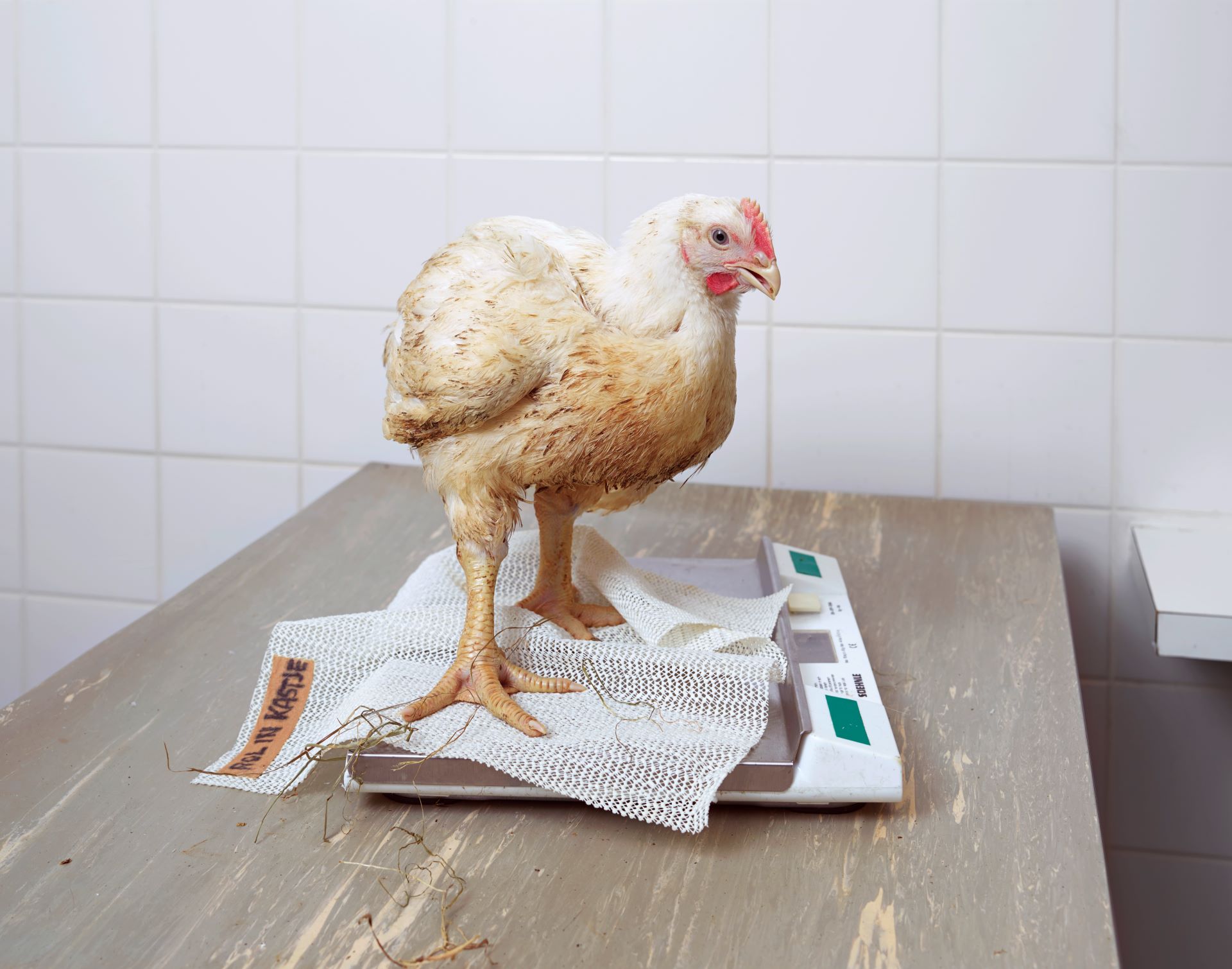 gallina
