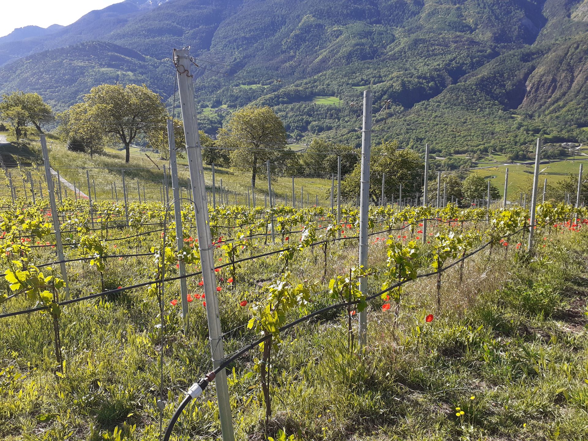 vigneti