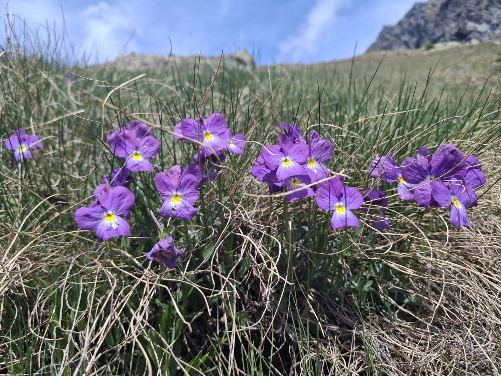Violette