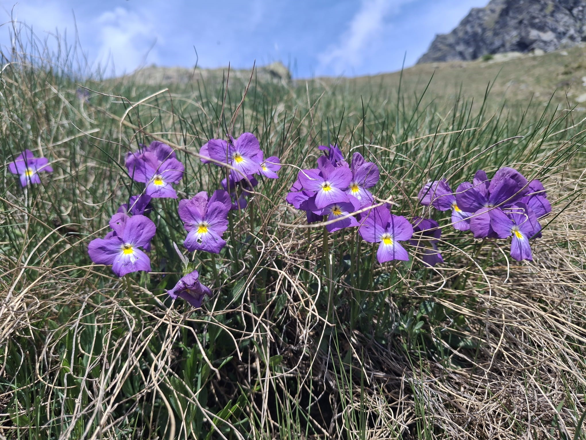 Violette