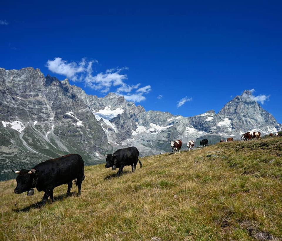 Alpe Mandaz