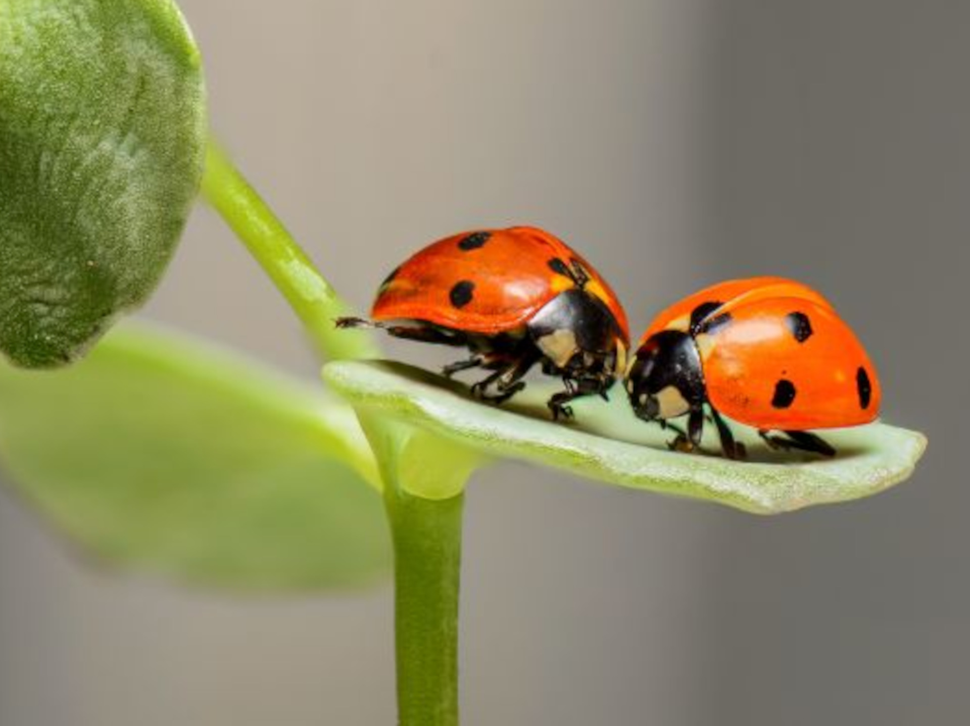 Coccinella