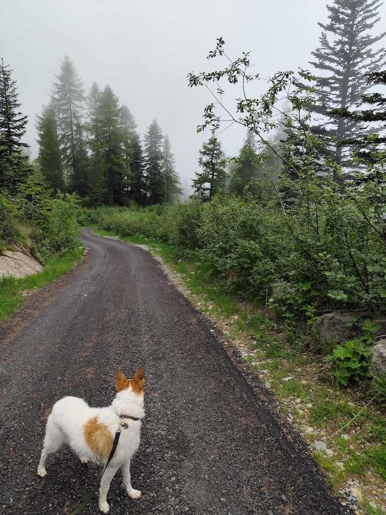 Cani e montagna