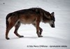 Lobo (foto de Marco D'Alfonso)