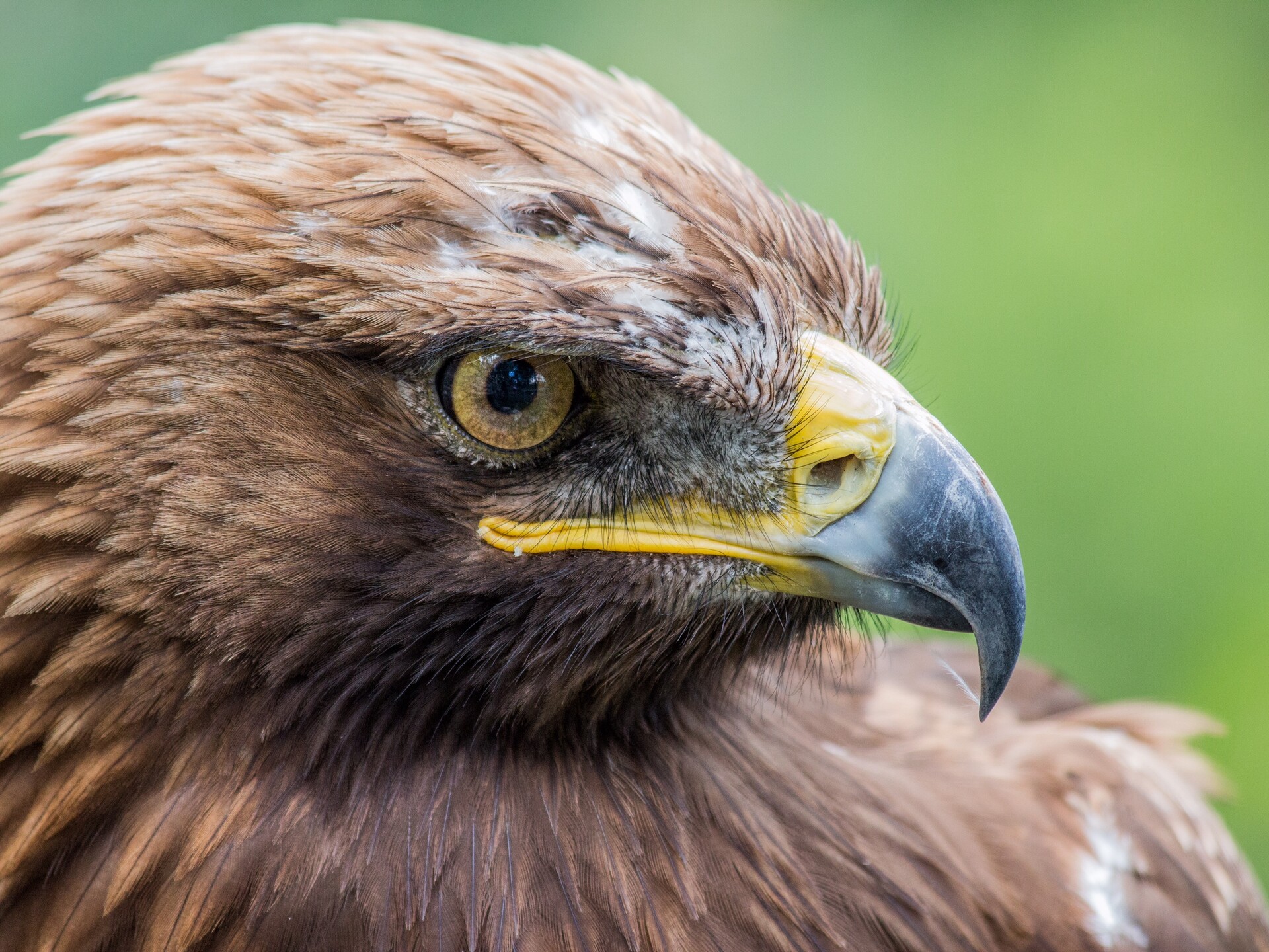 aquila