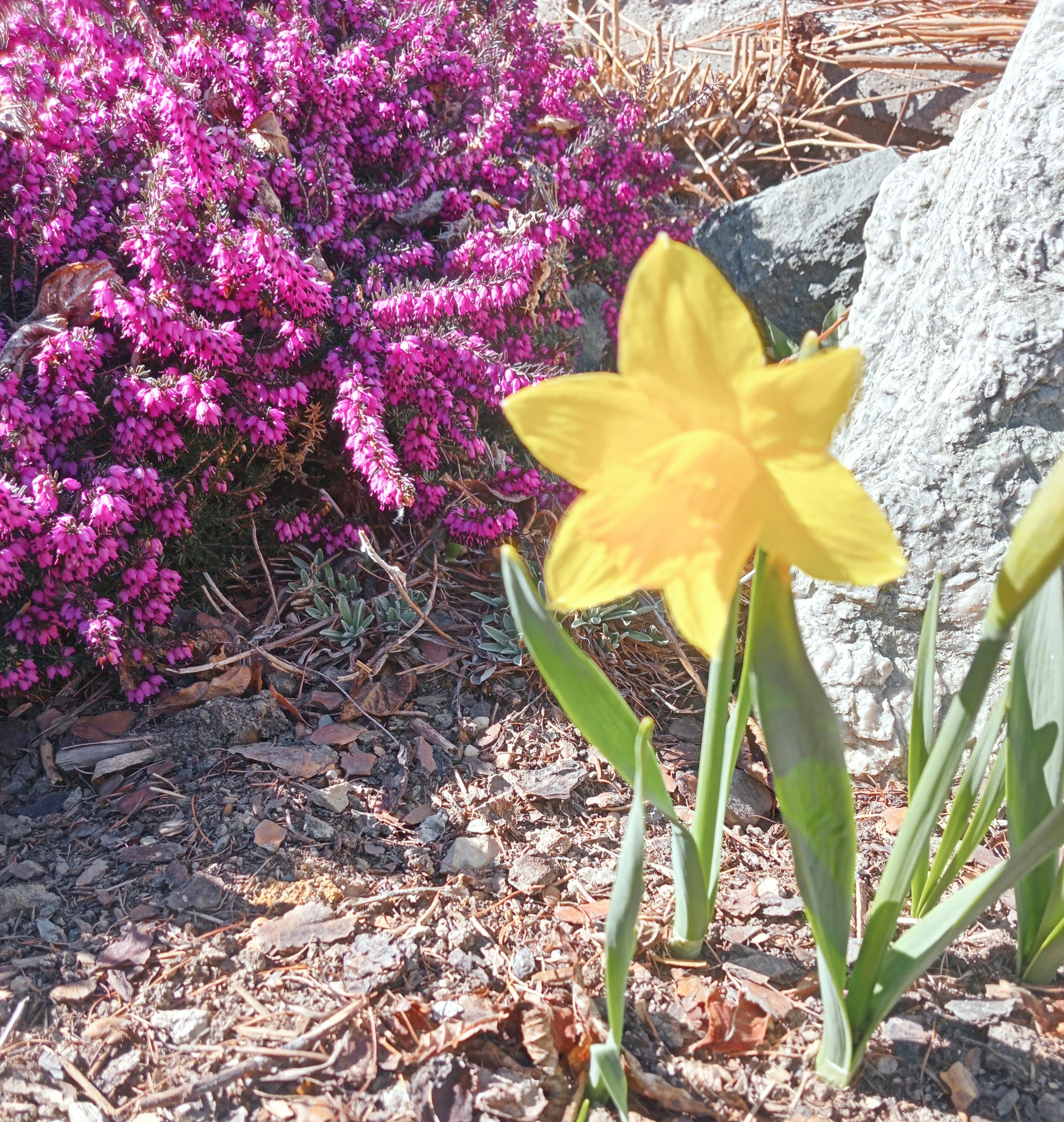fiore