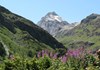 Granta Parei