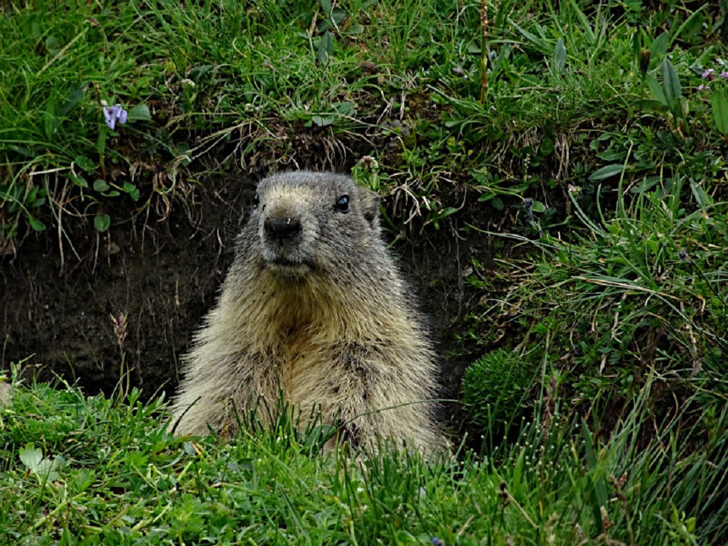 Marmotta
