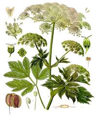 Piante selvatiche