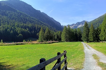 Anello di Arpy