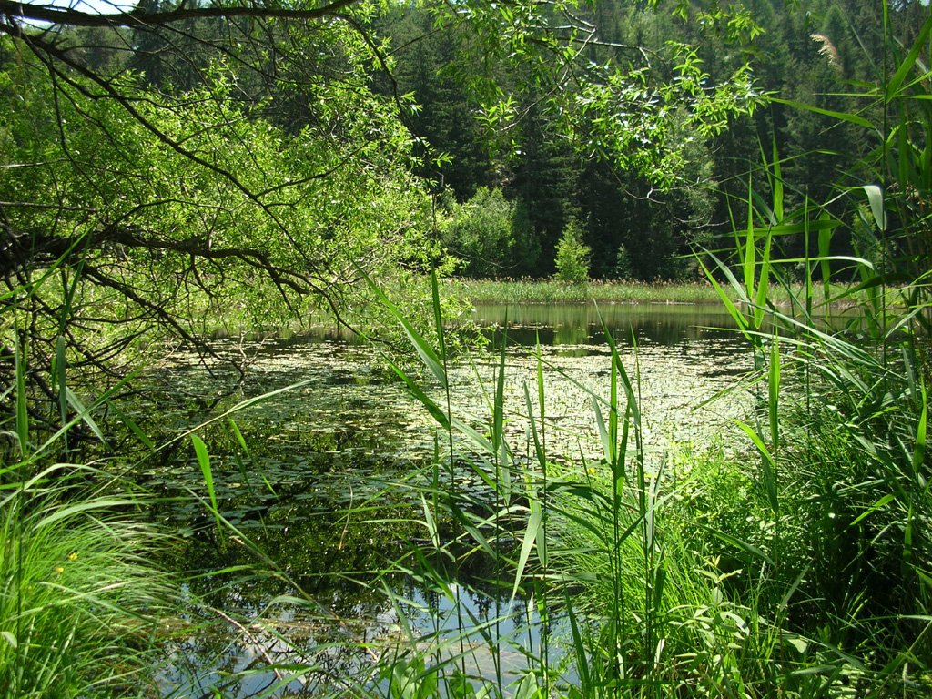 Riserva Naturale Lago di Lolair - Arvier