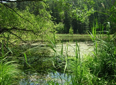 Riserva Naturale Lago di Lolair - Arvier