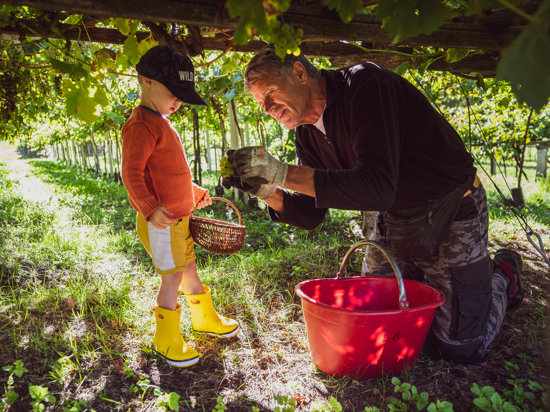 Vendemmia