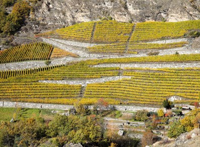 Vigneti dell'Enfer