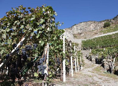 Vigneti dell'Enfer