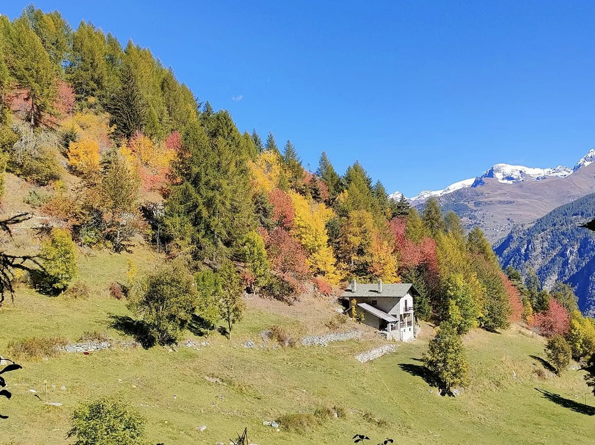 Feuillage à Torgnon