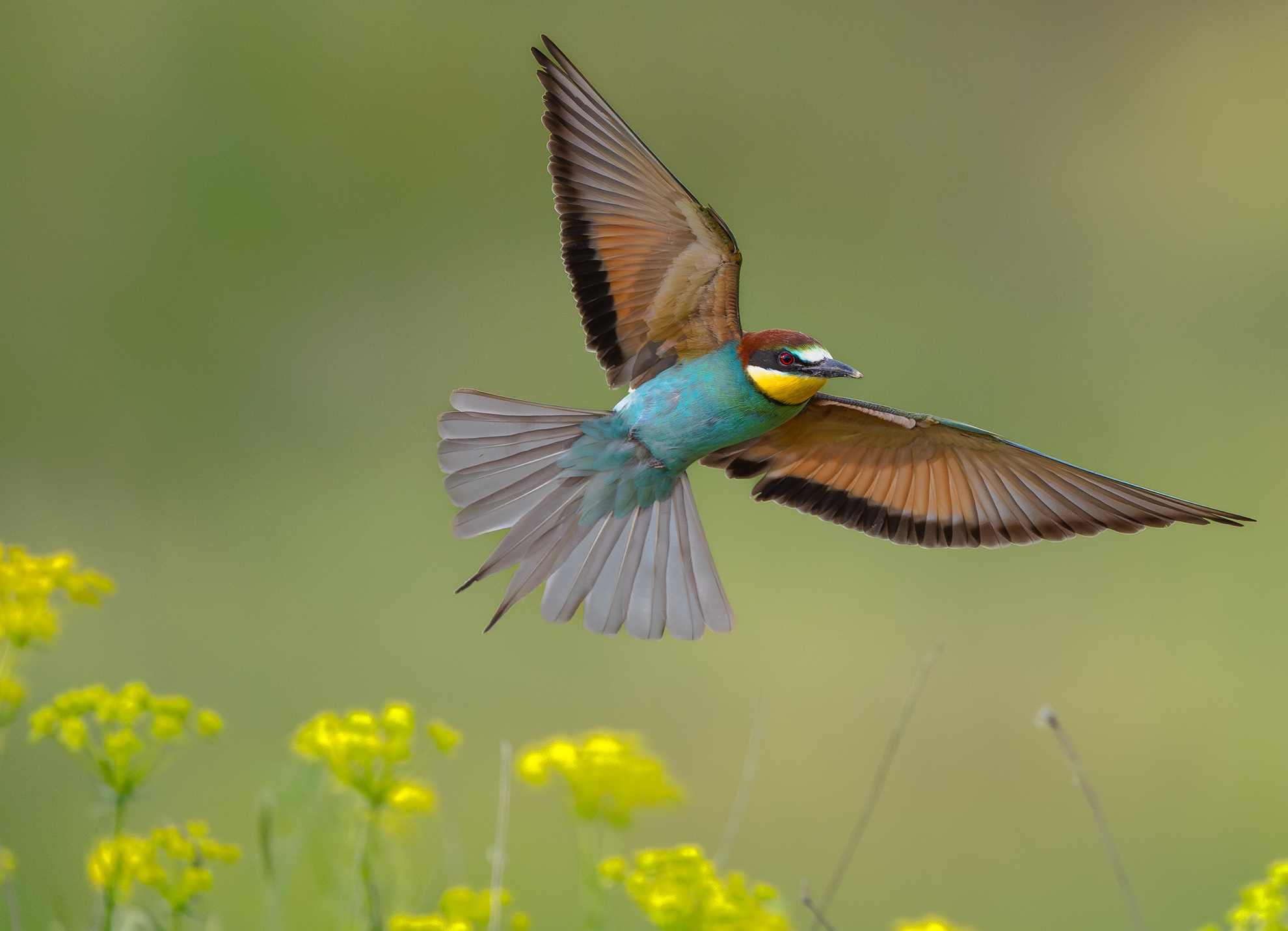 GOLD AWARD
Graceful Flight Over Wild Bloom
Sasha Jumanca, Germany
