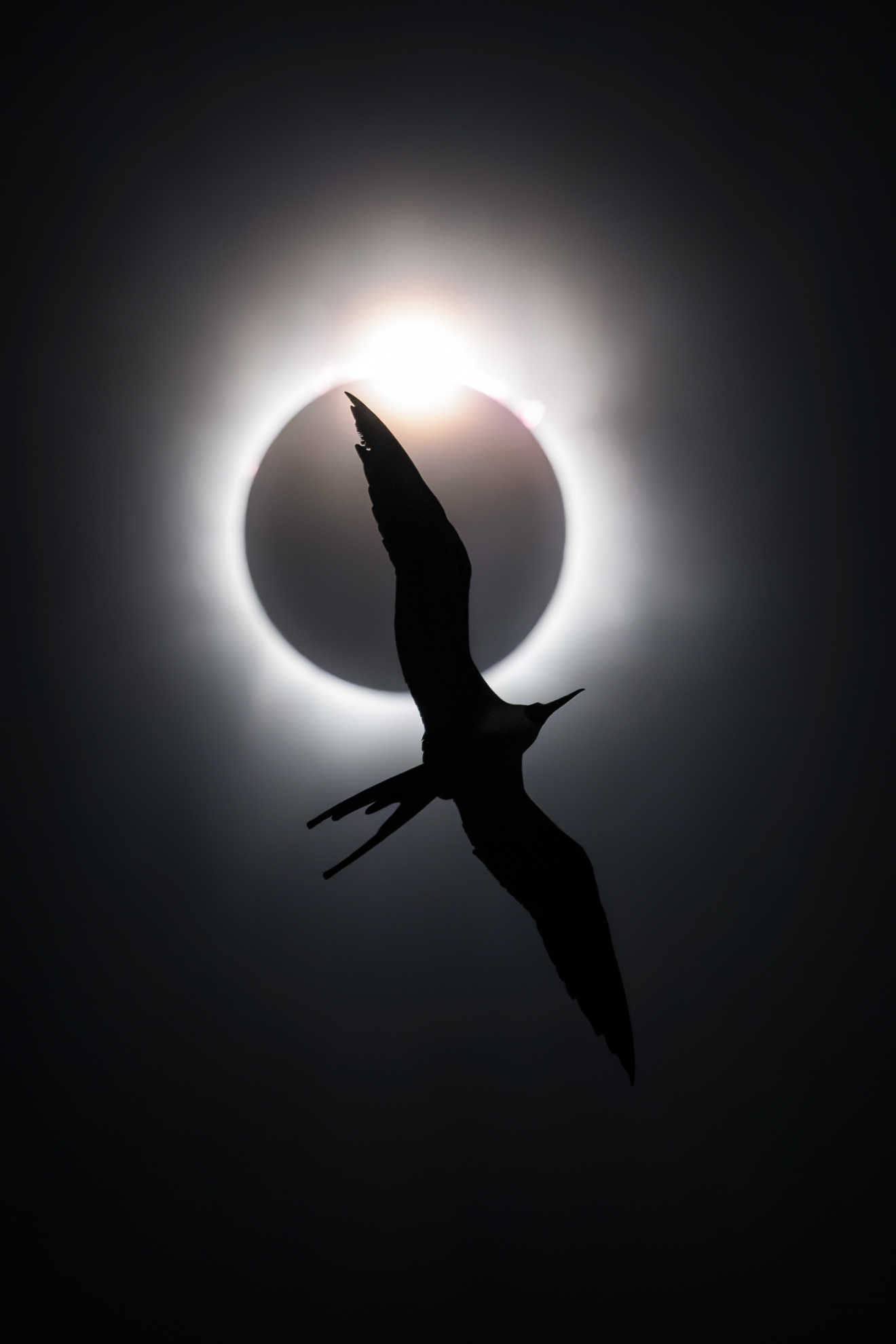 GOLD AWARD AND BIRD PHOTOGRAPHER OF THE YEAR 2025
The Frigatebird and the Diamond Ring
Liron Gertsman, Canada
