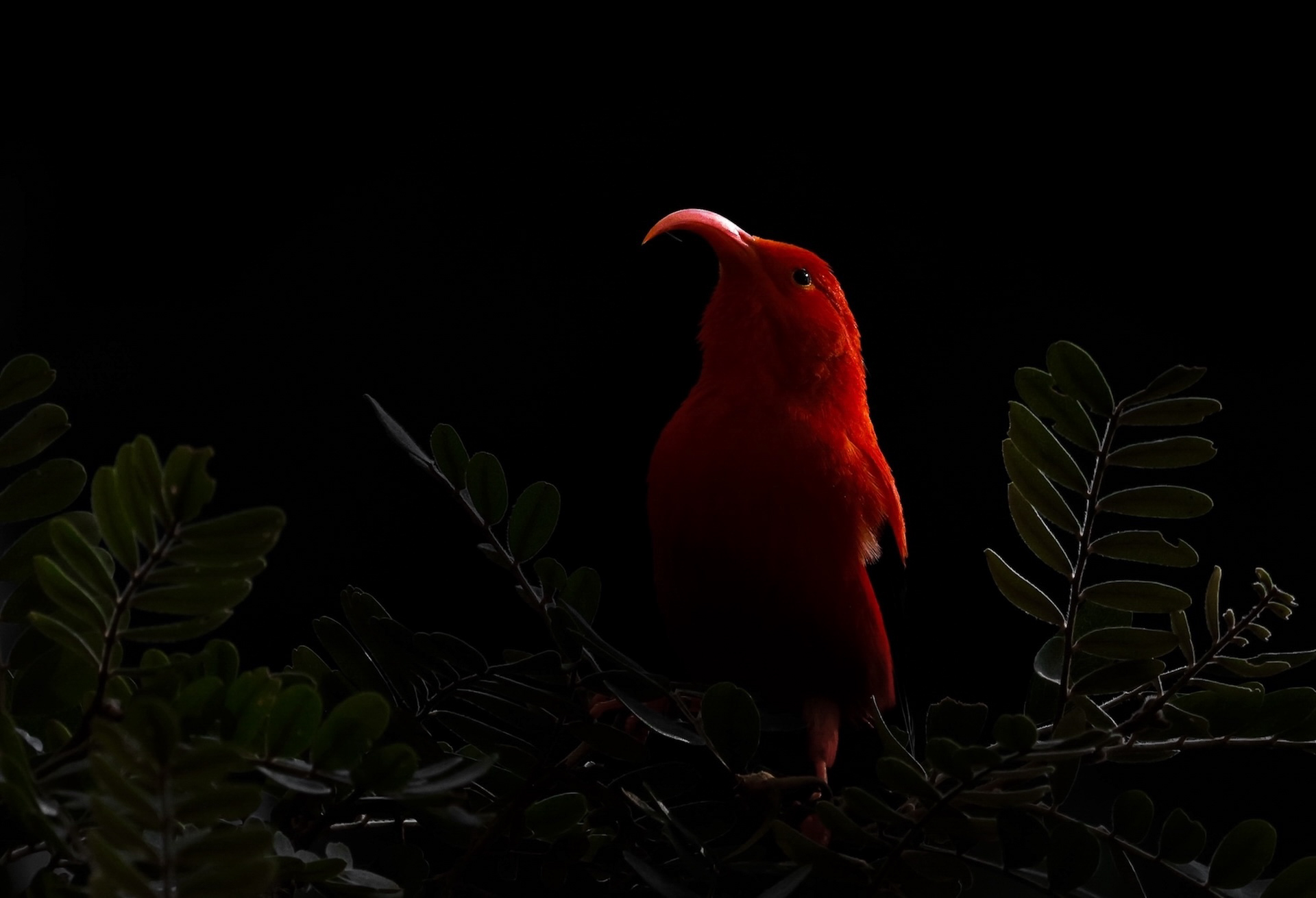 GOLD AWARD
Jewel of the Forest
Harry Sedin, Sweden
