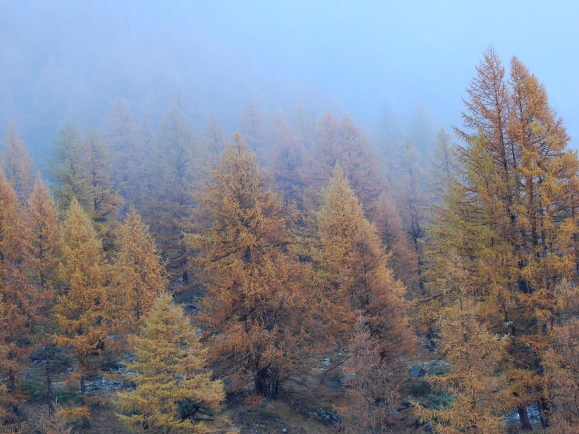 Autunno a Rhêmes