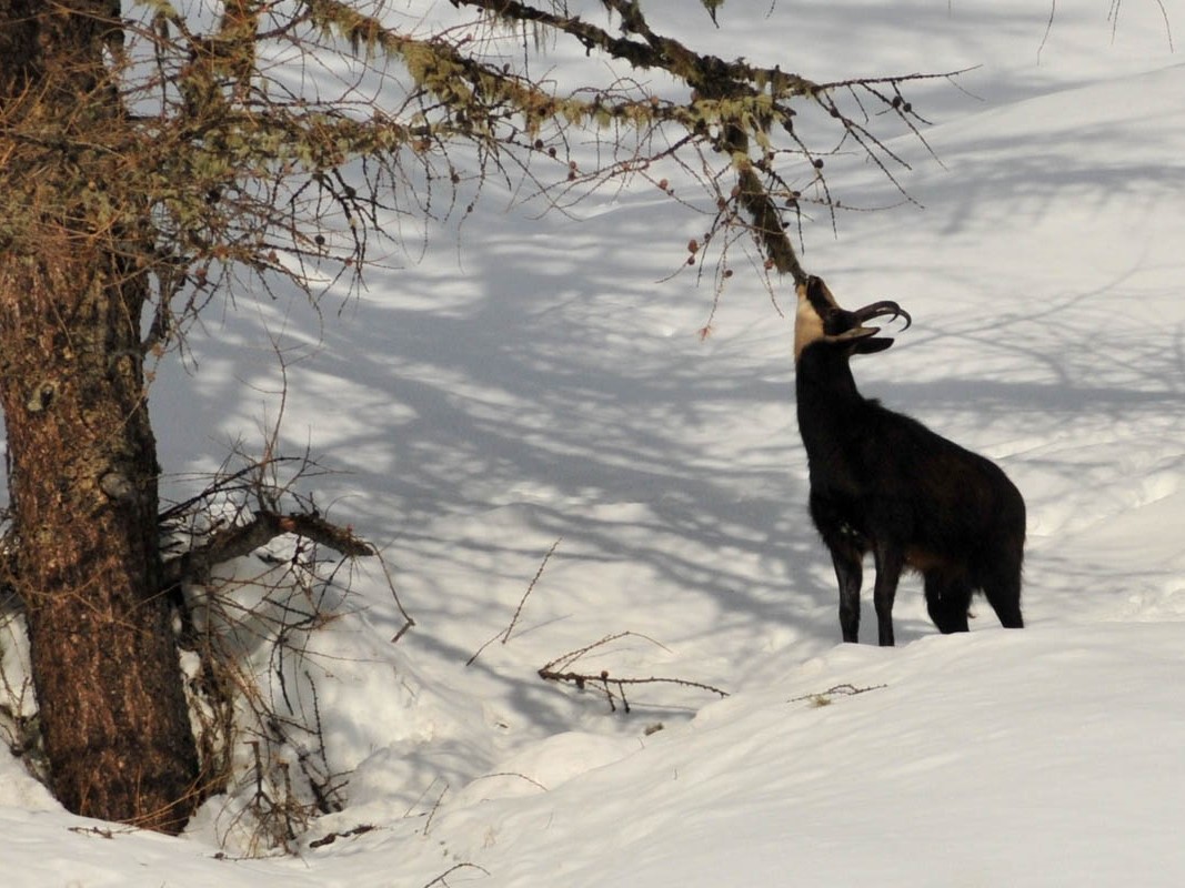 Ciaspolata Santo Stefano