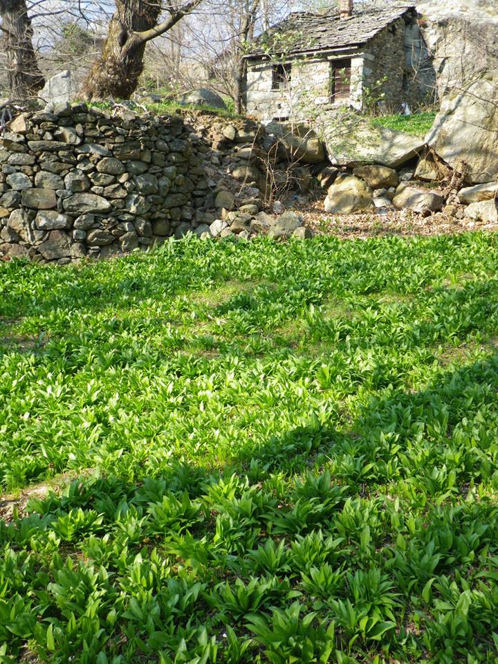 Aglio orsino