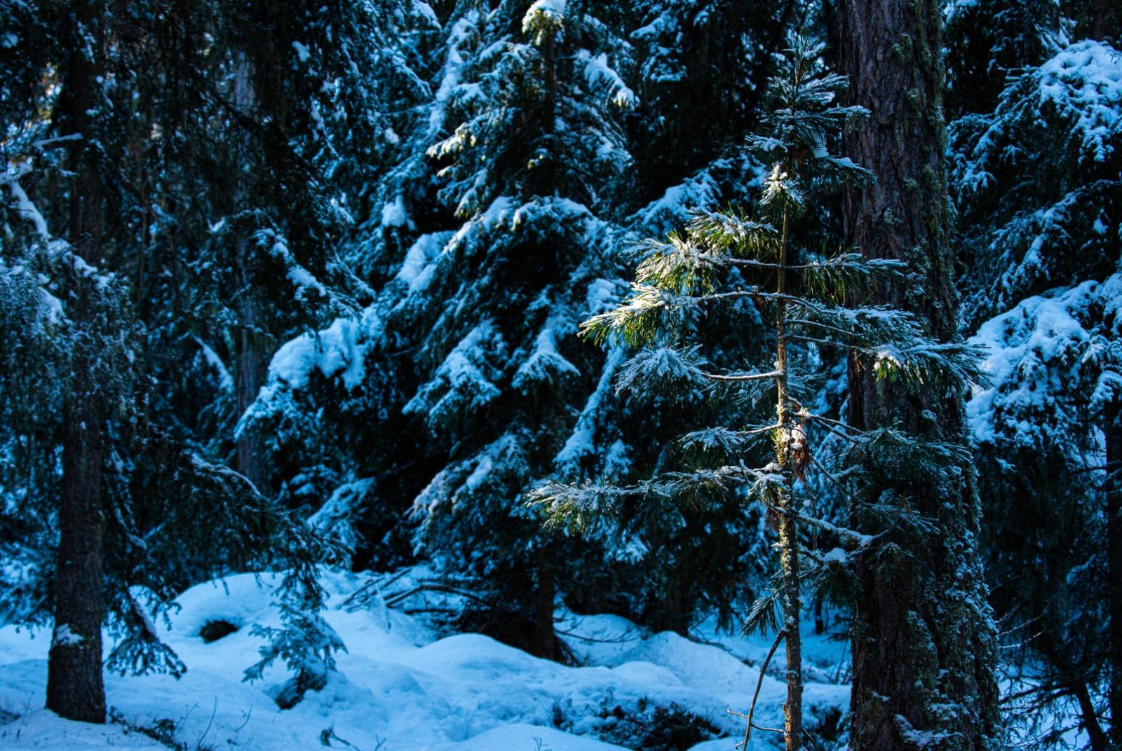 in racchette al villaggio di Salomon