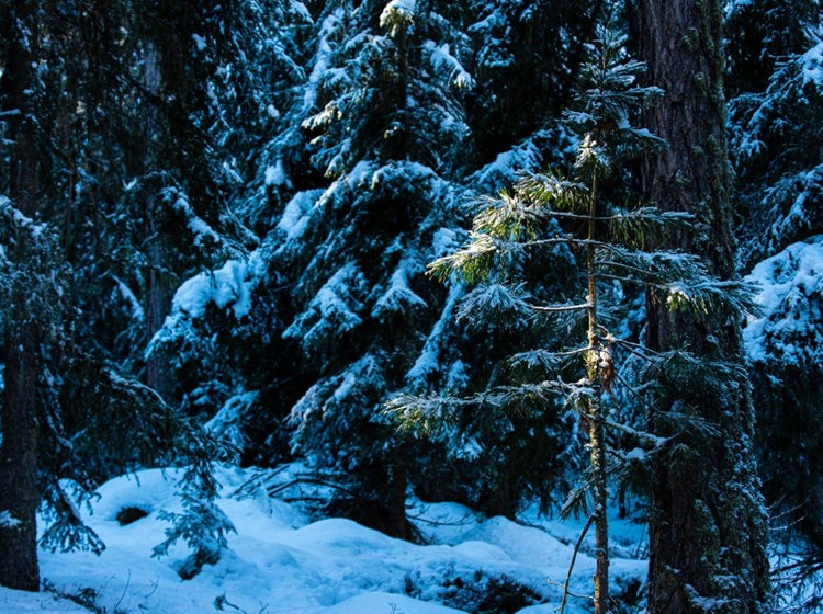in racchette al villaggio di Salomon