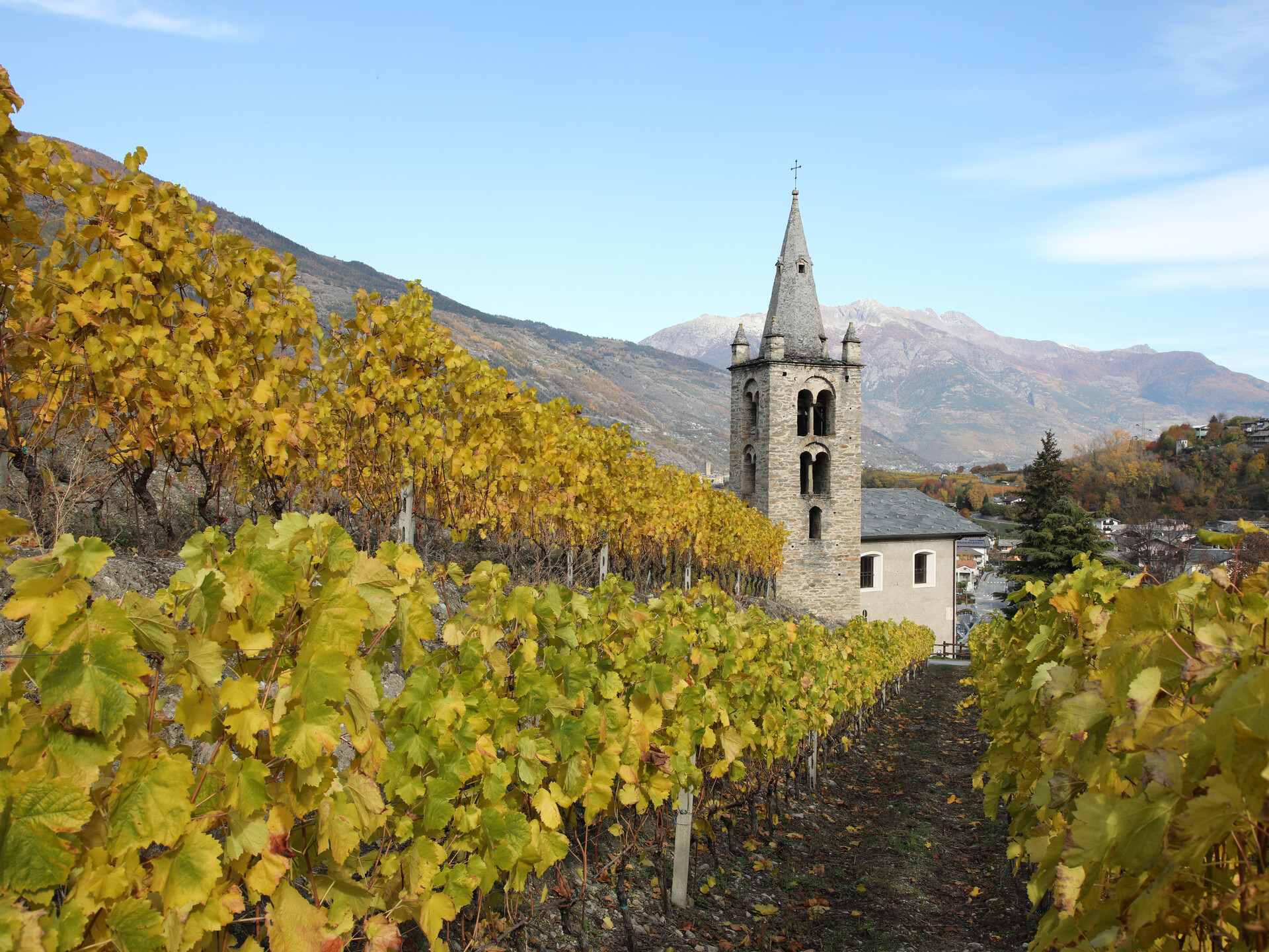 Feuillage dans les vignes devant l'église de Saint-Léger