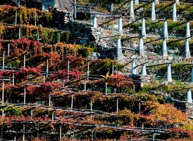 Vigne a Donnas