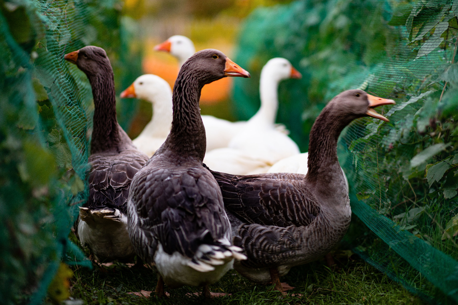 Gansos en los viñedos
