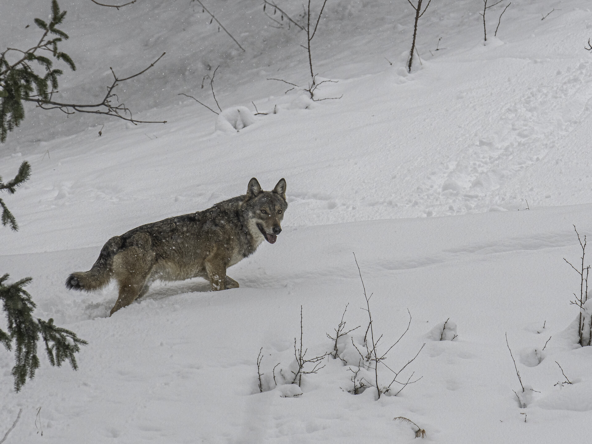 Lupo nella neve (foto Roberto Vallet)