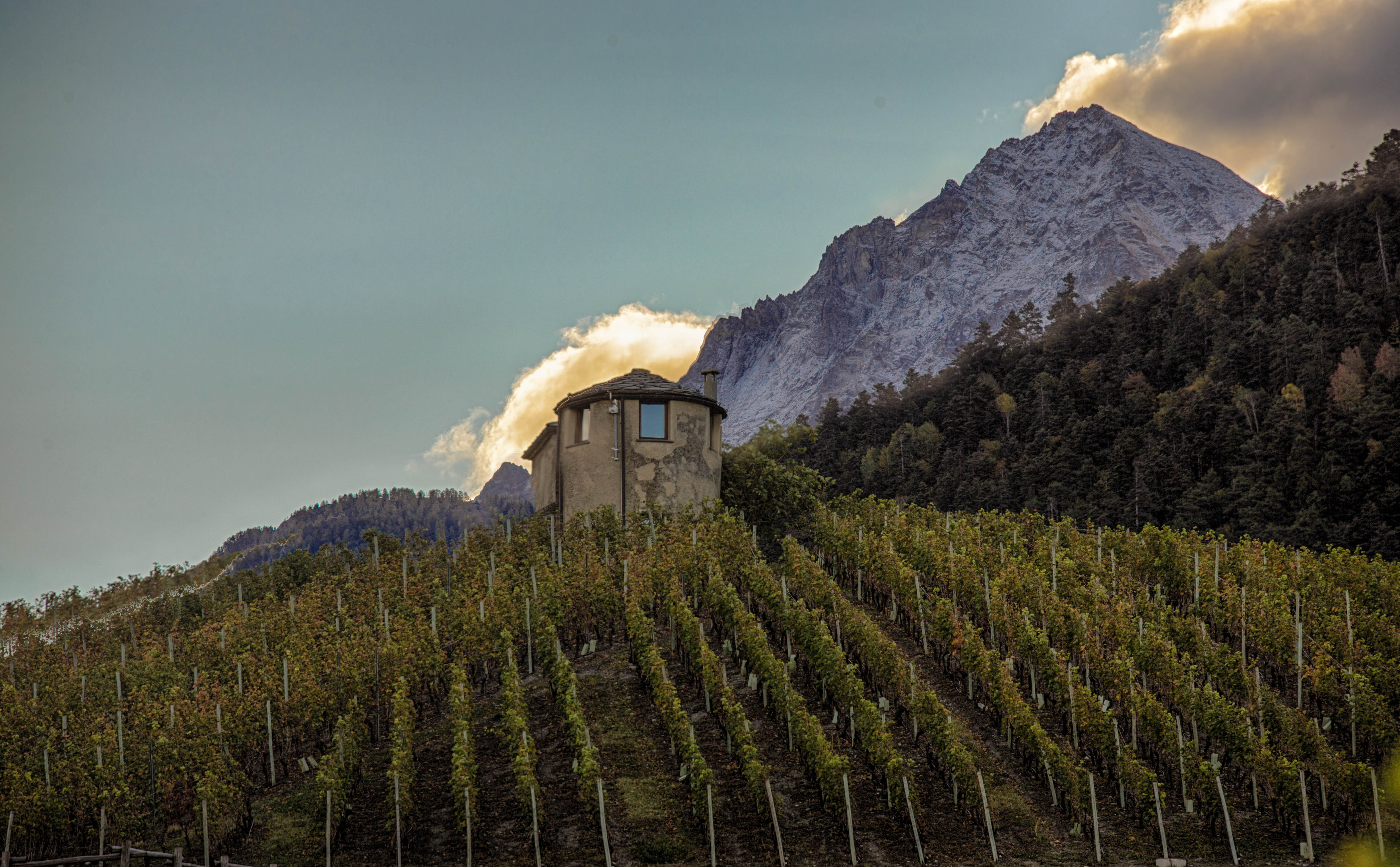 Les vignobles en été
