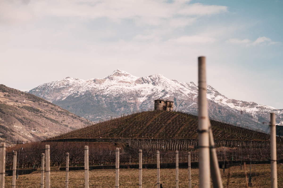 Les vignobles au printemps