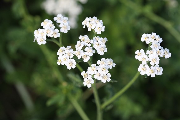 Achillea