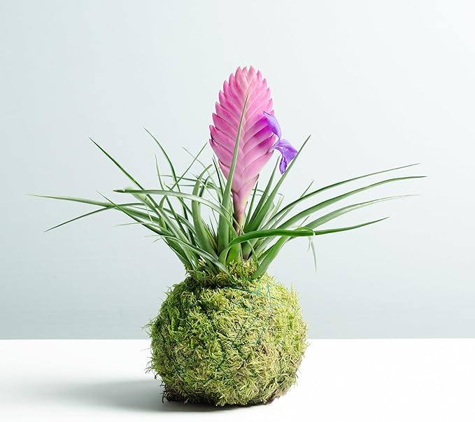 Kokedama 