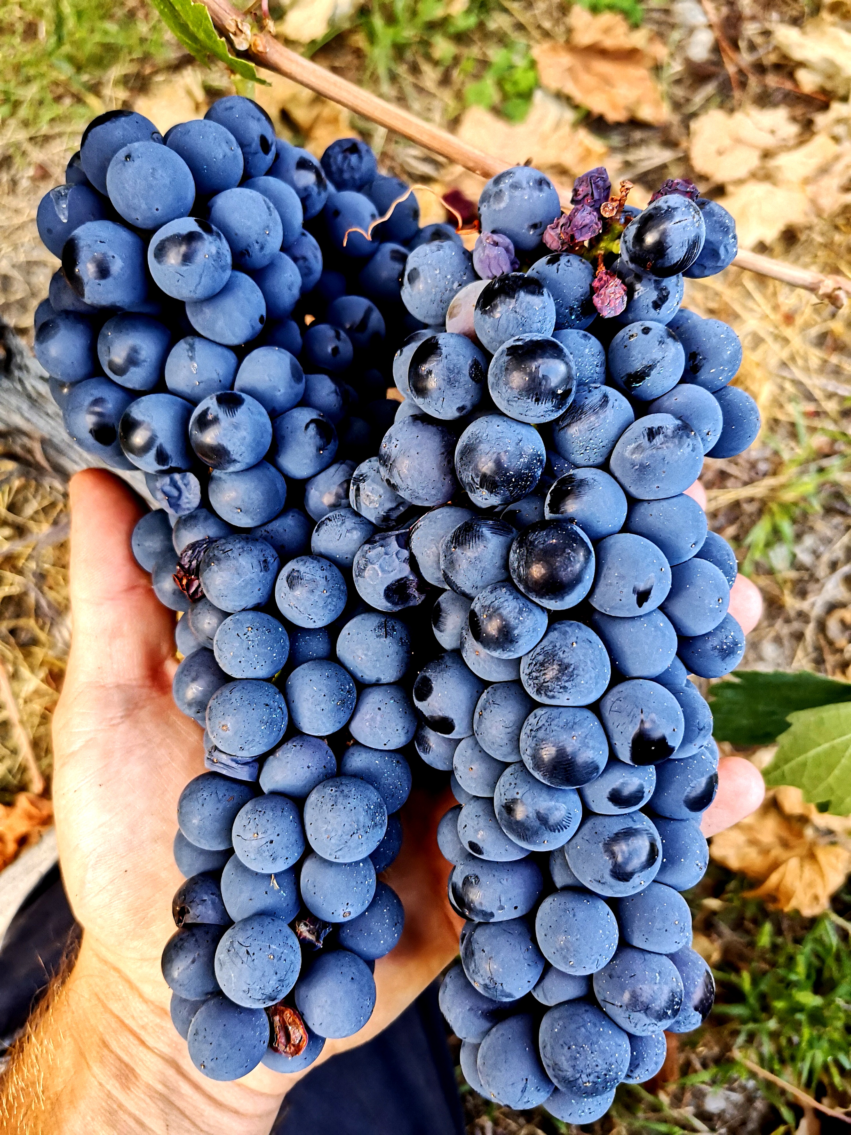 Racimos de uvas
